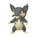 Rattata