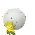 ワタシラガ