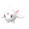 Cetoddle