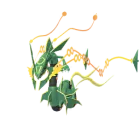 Rayquaza (MegaRayquaza) in Pokémon GO