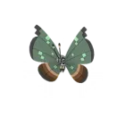 Vivillon (Motivo Jungla) en Pokémon GO