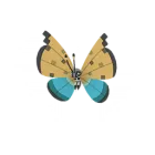 Vivillon (Motivo Oasis) en Pokémon GO